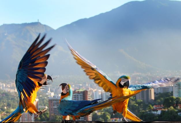 Venezuela se posiciona en el mundo como destino para el aviturismo: Global Big Day
