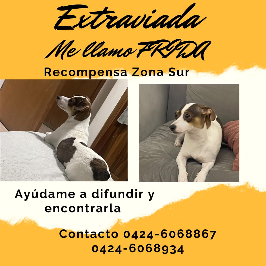 Se perdió una cachorra llamada 