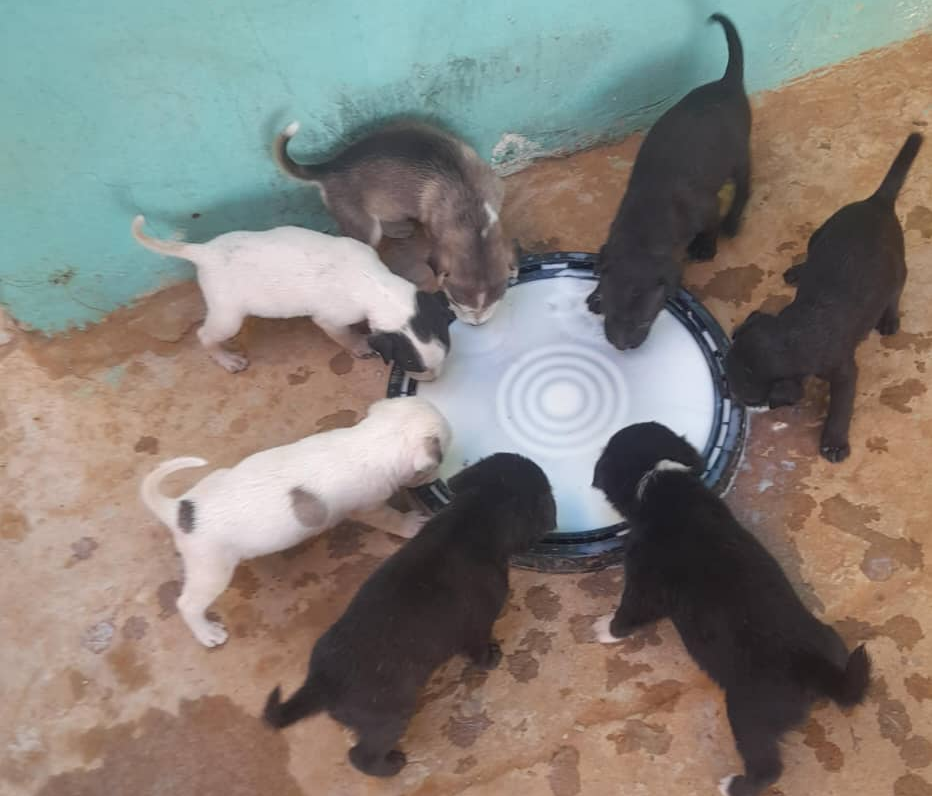 Viviana Gibelli, parece que cesó la búsqueda: Un niño maracucho le ofrece sus cachorritos en adopción