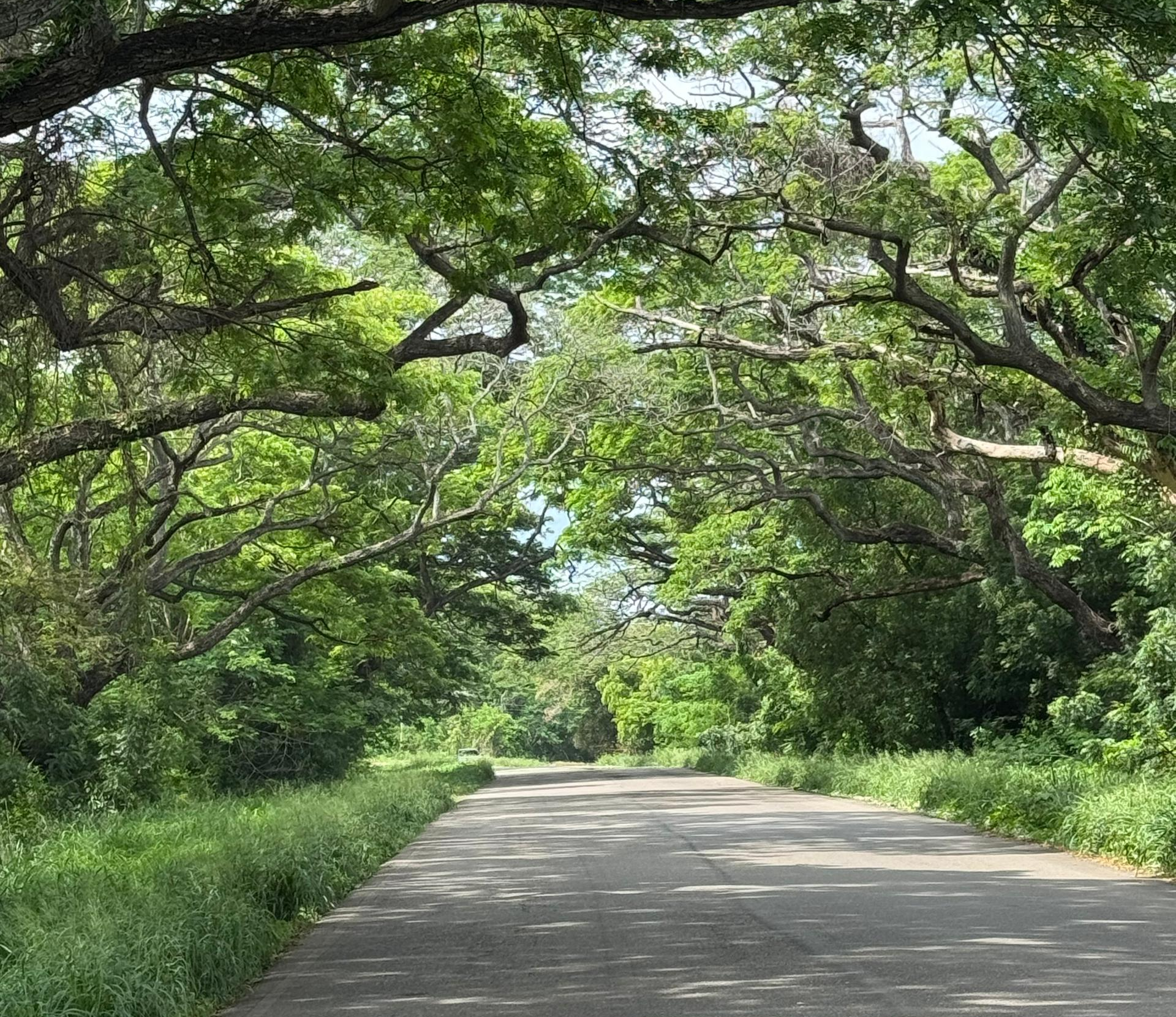 El túnel vegetal: una emoción que solo los de La Villa entienden