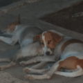 Piden ayuda para rescatar dos perritas de la calle: En el sector 16 de San Jacinto