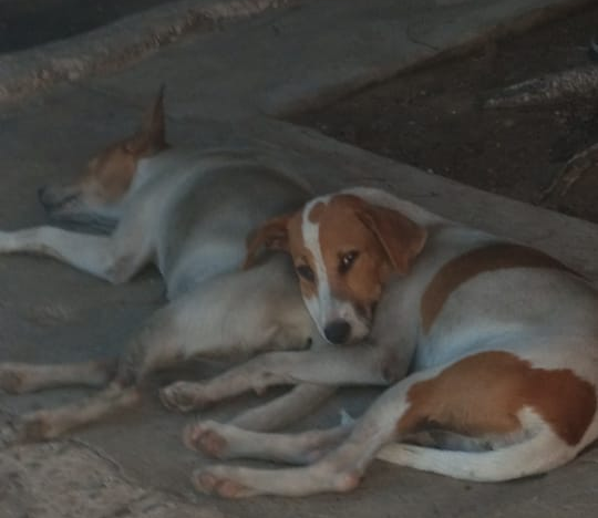 Piden ayuda para rescatar dos perritas de la calle: En el sector 16 de San Jacinto
