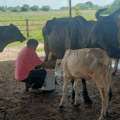 Crónica: ¿Cómo se ordeña una vaca?