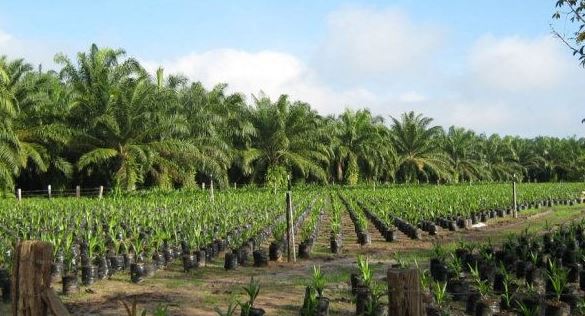 La producción de Palma Aceitera está a punto de paralizarse en Sur del Lago