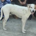Buscan a Luffy: Ofrecen recompensa