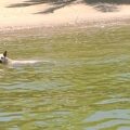 Al ritmo de la guaracha los perros se bañan felices en las refrescantes playas de San Bernardo