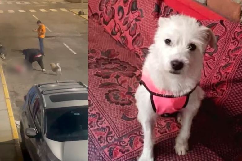 Atroz asesinato de una perrita desató indignación en Trujillo, Perú
