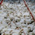 China suspendió las compras de pollo a Brasil por caso de gripe aviar