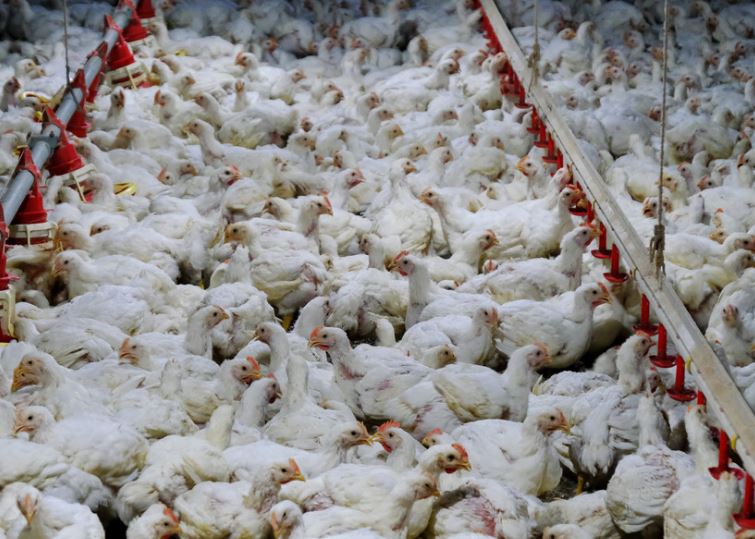 China suspendió las compras de pollo a Brasil por caso de gripe aviar
