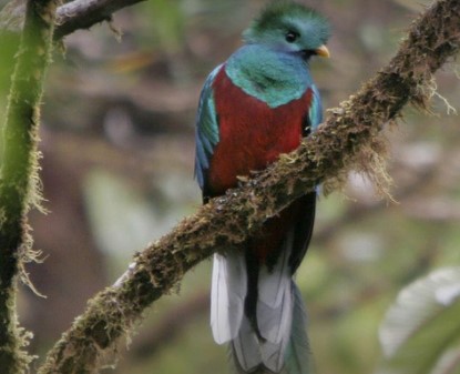 La más bonita del continente: Descubren una nueva especie de pájaro Quetzal en Mérida