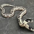 Así fue la presentacion de la serpiente de dos cabezas en California