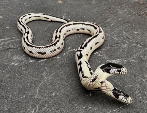 Así fue la presentacion de la serpiente de dos cabezas en California