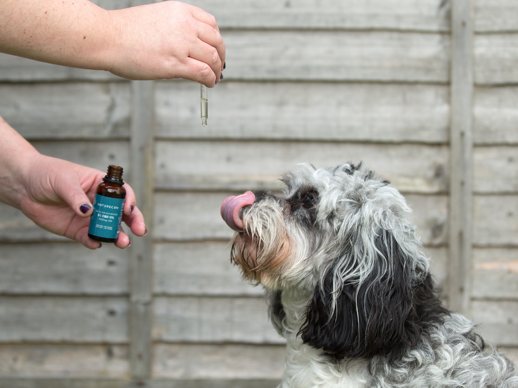¿CBD para perros? Beneficios, usos y seguridad