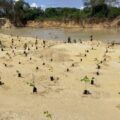 Venezuela anuncia plan de reforestación en zona protegida afectada por las lluviascv