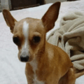 Ofrecen recompensa para recuperar a ‘Luna’: Se perdió en Ciudadela Faría