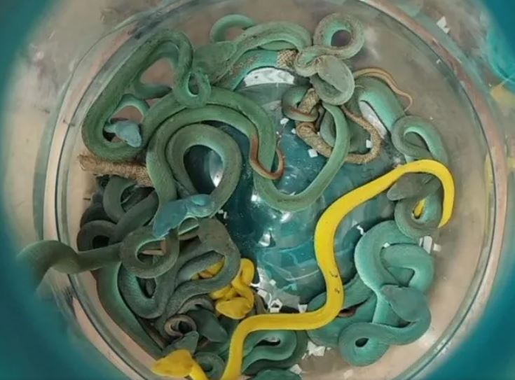 Llevaba una maleta llena de serpientes: Detenido pasajero que volaba desde Tailandia a India