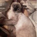 Se busca Chicky: una gatica siamés que se extravió en San Francisco