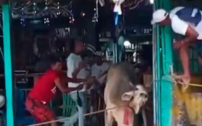 Murió corneada por un toro en 