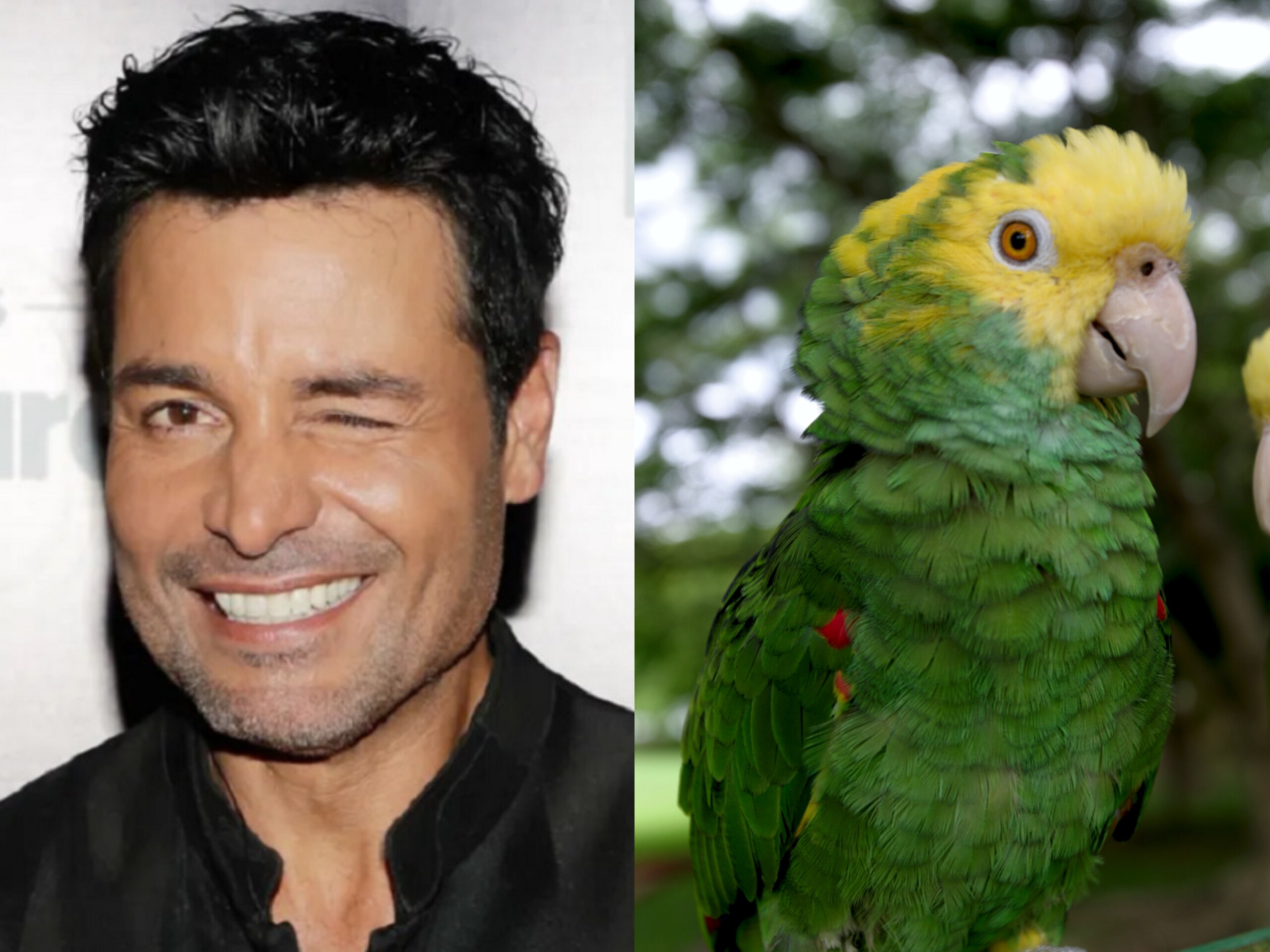 VIRAL: Cuando hasta el loro quiere escuchar cantar a Chayanne