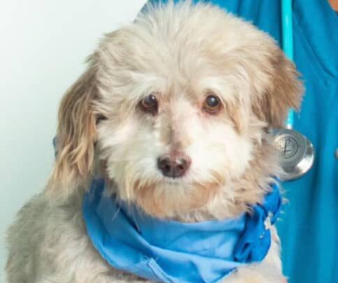 Sufre del corazón: Se perdió Vicky, una perrita Poodle con Terrier de 15 años, sus dueños ofrecen recompensa