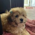 Dueños de la perrita Kiara piden ayuda para encontrarla