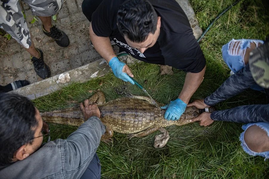 Rescatan un cocodrilo con manchas de petróleo y heridas cerca del Lago de Maracaibo