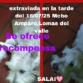 Se ofrece recompensa por la aparición de la perrita Salai