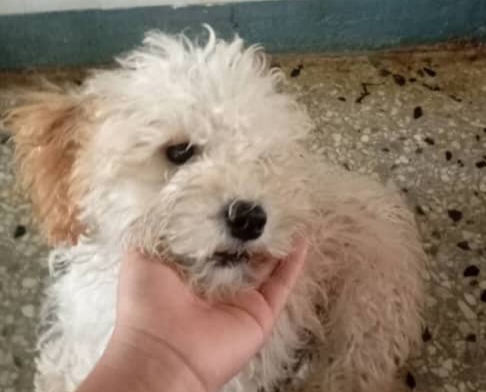 Solicitan ayuda urgente para encontrar a la perrita Zoe