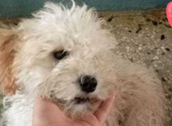 Apareció la perrita Zoe y sus dueños lo celebran