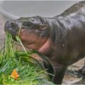 El bebé hipopótamo pigmeo Moo Deng, sensación, celebra su primer cumpleaños