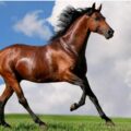 Este 11 de julio se celebra el Día Mundial del Caballo