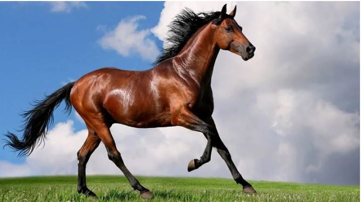 Este 11 de julio se celebra el Día Mundial del Caballo