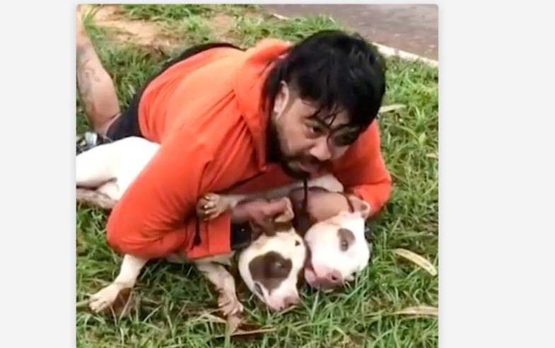 Dos pitbulls atacaron a un luchador de artes marciales que logró inmovilizarlos