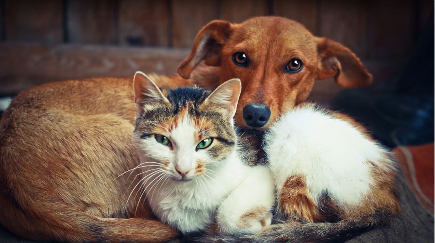 El nuevo e increíble beneficio de tener gatos y perros, según último estudio