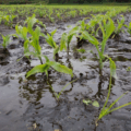 Fuertes lluvias ocasionaron pérdida total en 150 hectáreas de tierras cultivables en región andina: Fedeagro