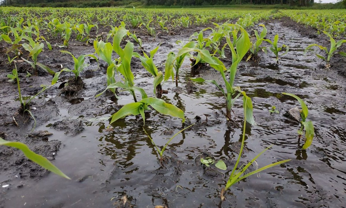 Fuertes lluvias ocasionaron pérdida total en 150 hectáreas de tierras cultivables en región andina: Fedeagro