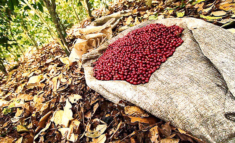 Gobierno nacional establece precios justos para los productores de café