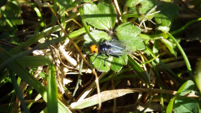 Descubren nueva especie de polilla en el país  dentro de un estudio internacional sobre biodiversidad