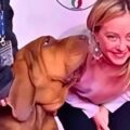 Italia llora la muerte de ‘Bruno’, el sabueso héroe envenenado con una salchicha llena de clavos
