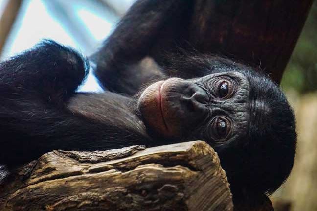 El 14 de julio se celebra el Día Internacional del Chimpancé