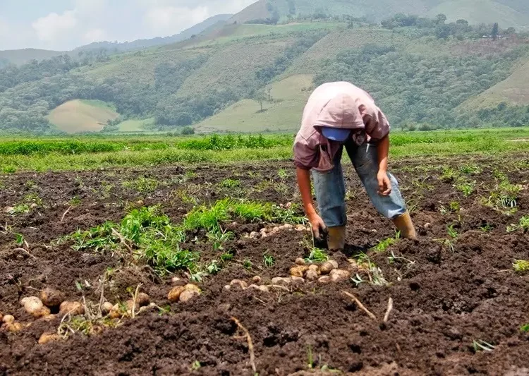 Fedeagro: producción nacional cubre 63 % del consumo