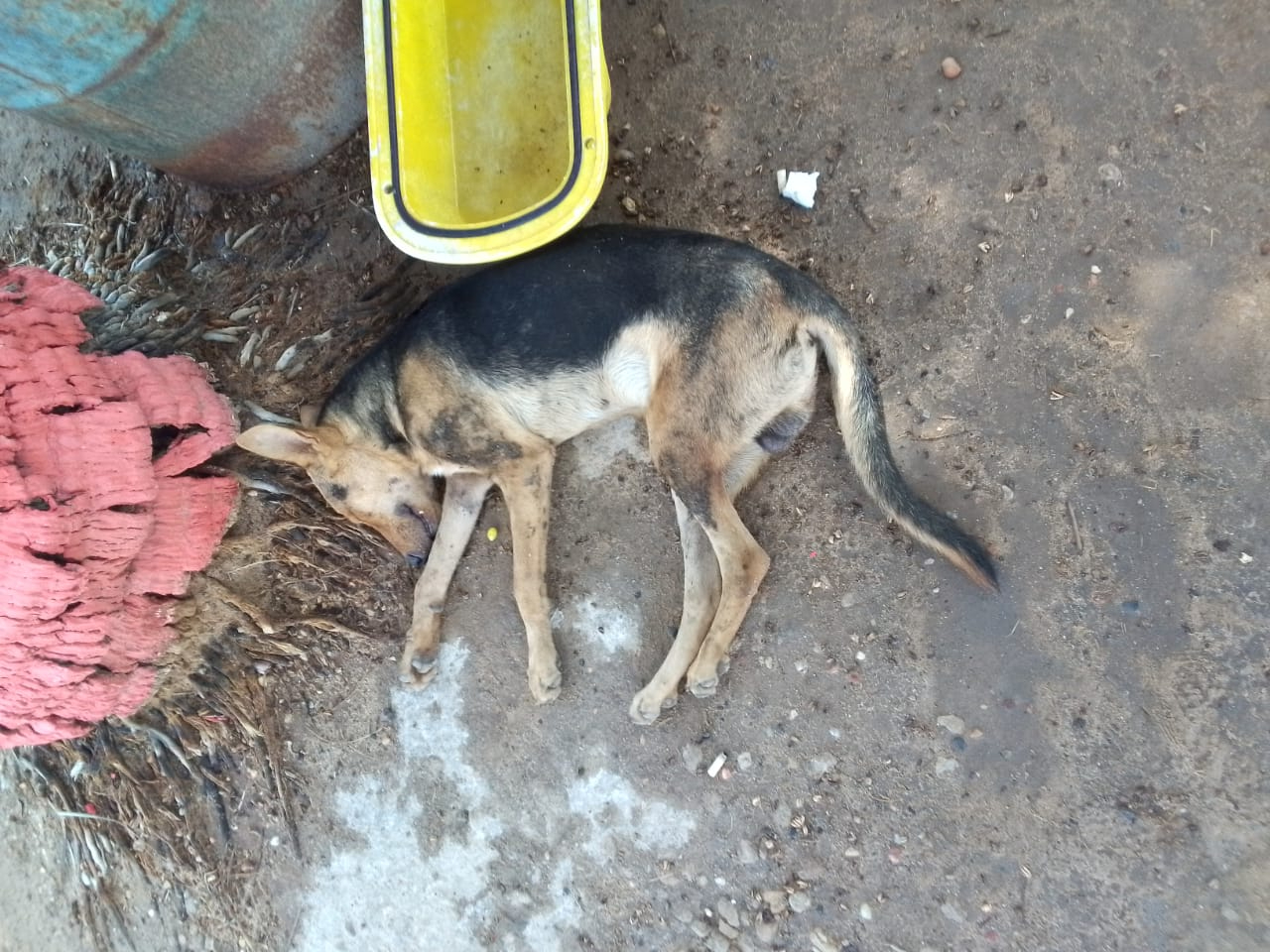 Piden ayuda para rescatar a un perrito que fue abandonado en Los Haticos