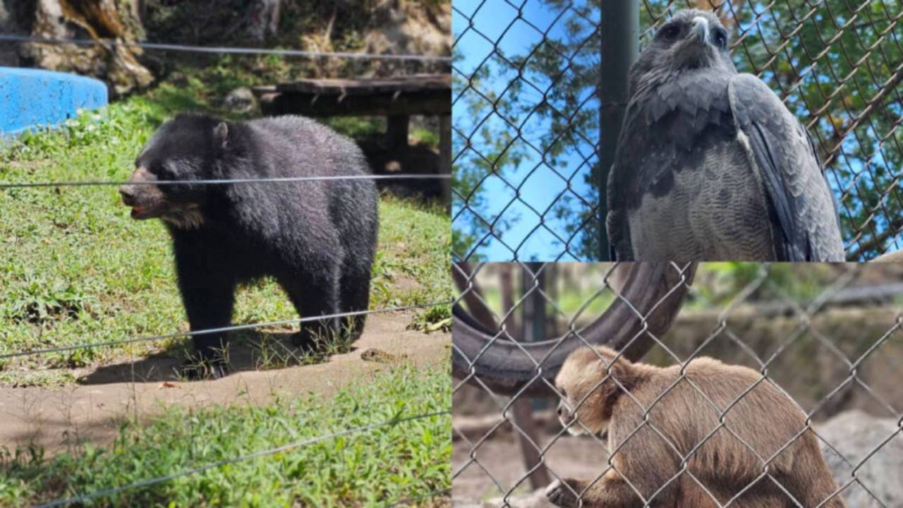 Autoridades en Mérida llaman a proteger animales en peligro de extinción