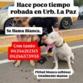 Buscan a Bianca, una pitbull albina