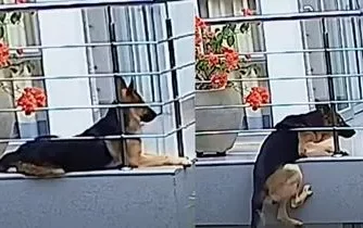 Pastor Alemán se salva de milagro: Su habilidad para detectar situaciones de peligro lo ayuda a no caer desde un balcón