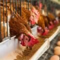 Sector avícola garantiza abastecimiento nacional y estabilidad en los precios