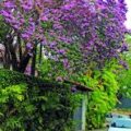 El retorno de un Maracaibo florido: Las lluvias revitalizan la ciudad