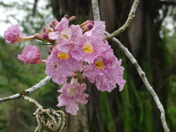 El retorno de un Maracaibo florido: Las lluvias revitalizan la ciudad