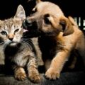 Punto Fijo será sede de workshop sobre cáncer en mascotas