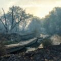 Un muerto en incendios forestales que azotan España